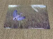 11”x17” “Great Blue Heron” In Flight At Huntington Bch Larry McCrea Photography.