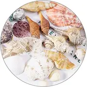PENIKOKO Natural Aquarium Decor Large Decorative Conch Shells for Fish Tank Landscaping and Crafting Unique Home Accent for Living and Bedroom