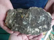 (DF845-8) 6" Fossil REAL DINOSAUR POOP Coprolite Dino Valley Utah DUNG Poo Scat