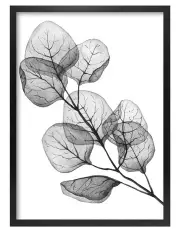 [Profile Australia] Australian Made Transparent Eucalyptus Silver Dollar Leaves Art Print A3 in Black Frame No Border