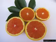 Blood Orange Tree - Cara Cara - No Seeds Large Fruit