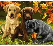 Paint By Numbers Adults kids Puppies Dogs Animal DIY Painting Kit 40x50CM Canvas