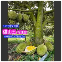 在飛比找蝦皮商城精選優惠-貓山王榴槤盆栽、嫁接苗【MUSANG KING正品-最頂尖D