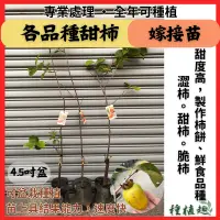 在飛比找蝦皮購物優惠-［種植趣］新品種 甜柿 脆柿 柿子 澀柿 嫁接 日本 花御所