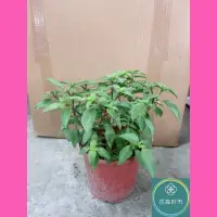 在飛比找momo購物網優惠-【花森好市】九層塔5-6吋(紅骨九層塔 植物 盆栽)