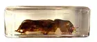 44mm Real Mole Cricket in Lucite Resin Science Education Collection Specimen