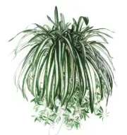 Artificial Chlorophytum Silk Flowers Flowers Plant Greenery Faux Plant Hanging
