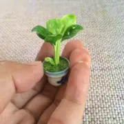 Window Leaf Monstera Obliqua in Ceramic Pot Dollhouse Miniature Handmade Decor