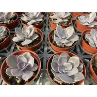 在飛比找蝦皮購物優惠-🌵多肉植物、仙人掌🌵【 太陽紫珍珠 】3吋盆