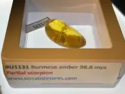 A101 BU1131 Rare Partial Scorpion in Burmese Amber Myanmar ~99mya