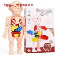 在飛比找Yahoo!奇摩拍賣優惠-人體骨骼模型人體結構模型學解刨骨骼解剖小人內臟構造圖兒童骨頭