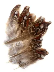 5pcs Rare 8-12cm Natural Pheasant Tragopan Real Feathers DIY Art Craft Jewellery
