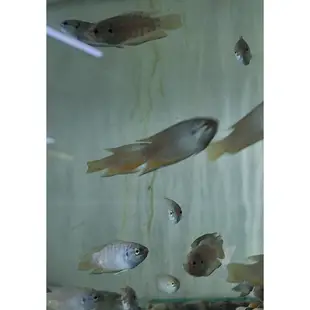 [小農水族工作室]彩兔 蓋斑鬥魚專用飼料