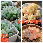 🌷【50款稀有多肉種子】四季種植 多肉種子 玉露 錢串 冰玉 山地玫瑰 紅寶石  陽台室內盆栽 限時特價