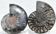 Large Black Ammonite Cut PAIR Deep Crystals XXLARGE 7.2" 183mm 3045tr