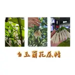 珍稀的花類精油 橙花精油（苦橙花/不含枝葉）/墨紅玫瑰（玫瑰精油）/樹蘭花（樹蘭/米蘭）/蘭花（白玉蘭 原精）