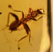 A101 BU1204 Uber Rare Female Zoraptera ** Burmese Amber Myanmar 99mya