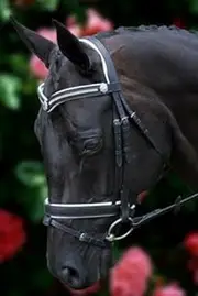 White Padded 3 Row Crystal V with Shields Snaffle Bridle - FF Equestrian AU (Pony, Black)