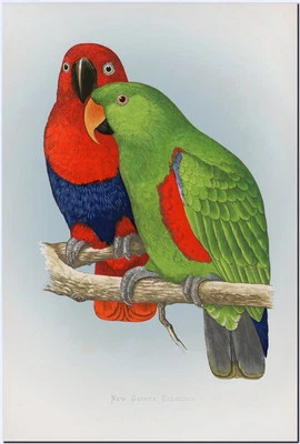 VINTAGE BIRD ART ~ CANVAS PRINT 8x12" ~ JOHN AUDUBON ~ Eclectus Parrot
