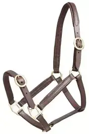 Aintree Foal Leather Halter