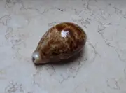 Cypraea pantherina rusty 85.7 mm F+++ natural glossy sea shell nice rusty colour