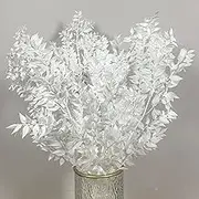 5Pcs Dried Real White Eucalyptus Italian Ruscus -16" Natural Fresh Plant Preserved Branches, Real White Eucalyptus Stems for Boho Wedding Home Party Greenery Vase Decor