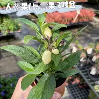 在飛比找蝦皮購物優惠-田尾玫瑰園 l 人參果/人蔘果、長壽果、香瓜茄、仙果【3吋盆