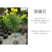 在飛比找蝦皮購物優惠-心栽花坊-黃鐘花/8吋/棒棒糖造型/造型樹/綠化環境/綠籬植