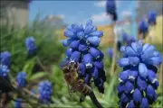 Poster, Many Sizes; Beem Apis Mellifica Honey Bee On Muscari Comosum
