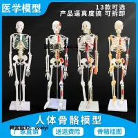 在飛比找露天拍賣優惠-人體骨骼模型骨架全身骨頭小白骷髏人迷你仿真教學模型解剖可拆卸