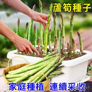 進口蘆筍種子 蘆筍種子 耐熱抗寒蔬菜種子 四季可種植 蔬菜種子