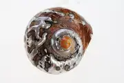 Turbo sarmaticus Shell snail South African Ver.2 Seashell Shellfish Collectible