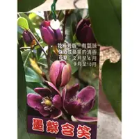 在飛比找蝦皮購物優惠-卉迎園藝 墨紫含笑7吋盆 單價650 宅配一箱可以裝兩棵