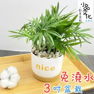 【小品文化】袖珍椰子【現貨】3吋nice免澆水盆栽 室內植物 辦公室盆栽 懶人盆栽 水培植物 水培盆栽 植栽