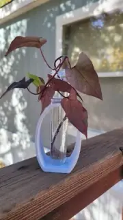 Cute Propagation Station & Single Flower Vase - Perfect for Plant Clippings!