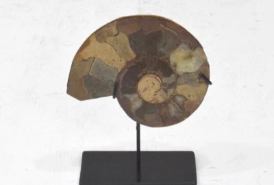 Natural Ammonite Spiral Fossil Shell Madagascar