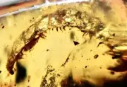 GIANT LARVA CRETACEOUS 99MYO Burmite Amber Fossil Insect Bug DINOSAUR AGE