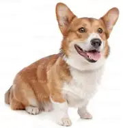 Welsh Corgi Dog Birthday ~ Edible 2D Fondant Cake Cupcake Topper ~ D20806 *