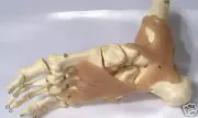 Human foot ankle bone muscle joint anatomical medical model anatomy New