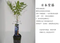 在飛比找Yahoo!奇摩拍賣優惠-心栽花坊-日本紫藤/紫藤花/4吋/高壓苗/蔓性植物/藤本植物