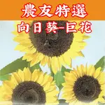 向日葵-巨花【農友種苗】向日葵 農友種苗 特選 花卉 種子 每包約40粒 保證 新鮮種子