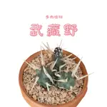 CARMO武藏野仙人掌成株(3吋) 怪奇星人｜新手入門推薦｜夏日好養｜多肉植物｜多肉植栽｜療癒植物｜居家植栽