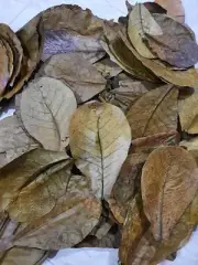 20pcsOrganic Kottamba Terminalia Catappa Dried Leave Aquarium Betta Fish Shrimp