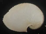 Sea shells Argonauta argo 170.9mm Aquarium Decoration Products