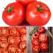 Tomato - Grosse Lisse seeds