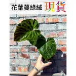 花葉 毛柄 蔓綠絨 PHILODENDRON VERRUCOSUM 天南星 觀葉 植物﹝珍奇植物 CARNIVORUS﹞