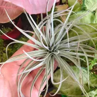 在飛比找蝦皮購物優惠-蒔/ 空氣鳳梨 棉花糖 Tillandsia Cotton 