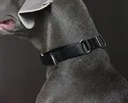 Alainzeo Martingale Dog Collar, Heavyduty Nylon Dog Collar, Black, Medium