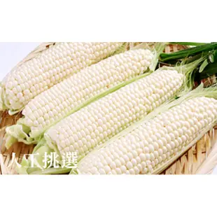 【鮮採家】糯米玉米6台斤1箱(約12-18支)