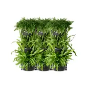 Maze 3 x XL Three Tier Vertical Garden (3 x Frames - 9 x Pots)
